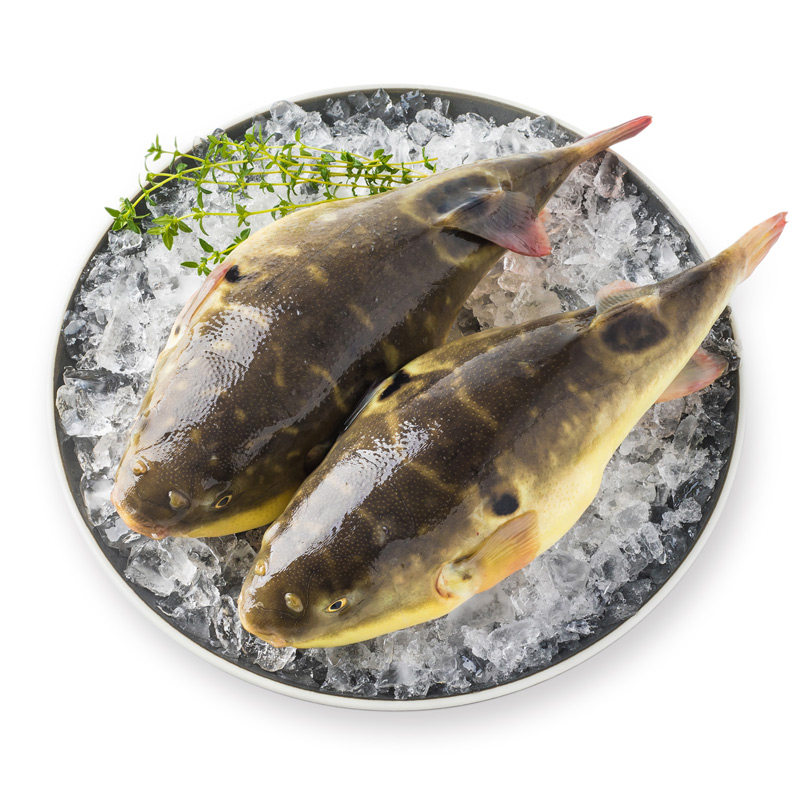 【易果生鲜】中洋河豚河豚鱼(暗纹东方鲀)150g 河鲜