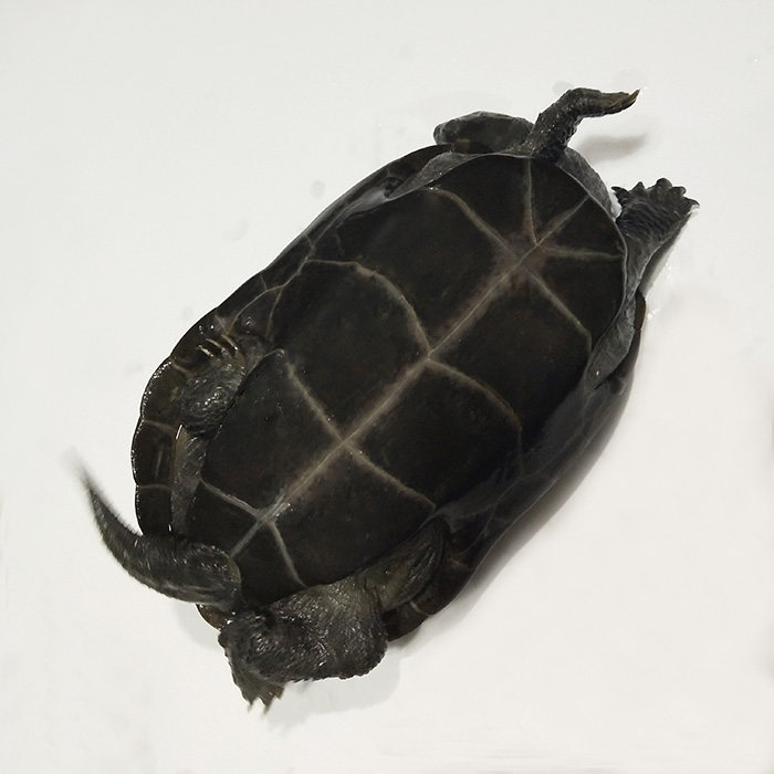 中华草龟公龟江西碳墨顶墨外塘冷水龟成年公草配种宠物黑乌龟本土
