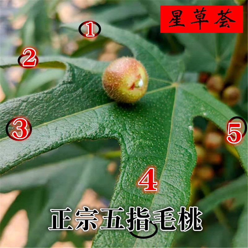 五指毛桃果子新鲜晒干野生牛奶中药材五爪龙果实其他药食同源食品