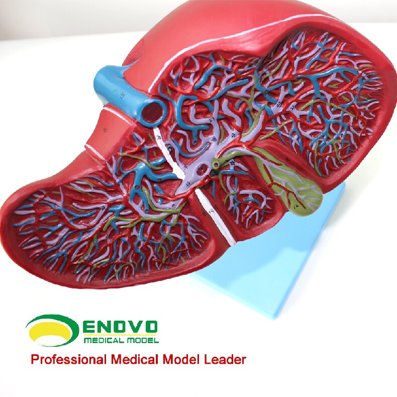 肝脏模型消化外肝胆科消化系统肝部血管动脉静脉手术人体器官结构解剖