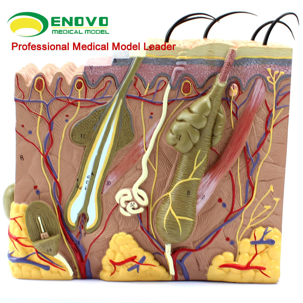 enovo颐诺 放大版人体皮肤组织结构解剖模型 微创皮肤美容整形 教学