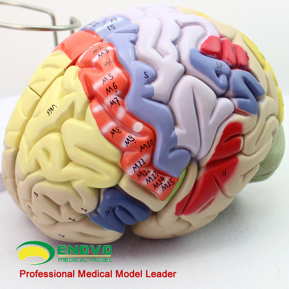 模型解剖大脑enovo躯干医院标本分区质层皮质教学仪器
