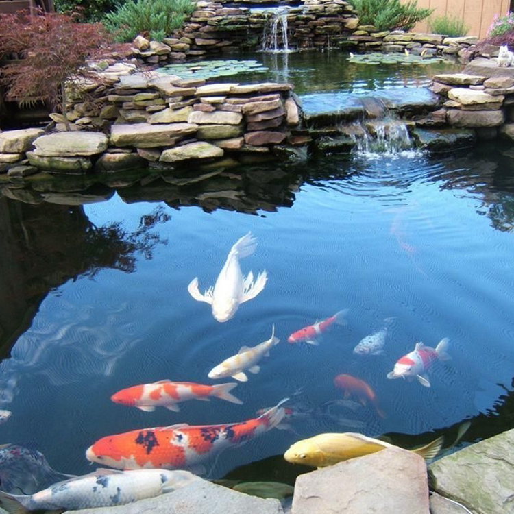 龙凤锦鲤活体淡水招财鱼风水鱼黑鱼苗冷水金鱼红鲤鱼耐活的观赏鱼