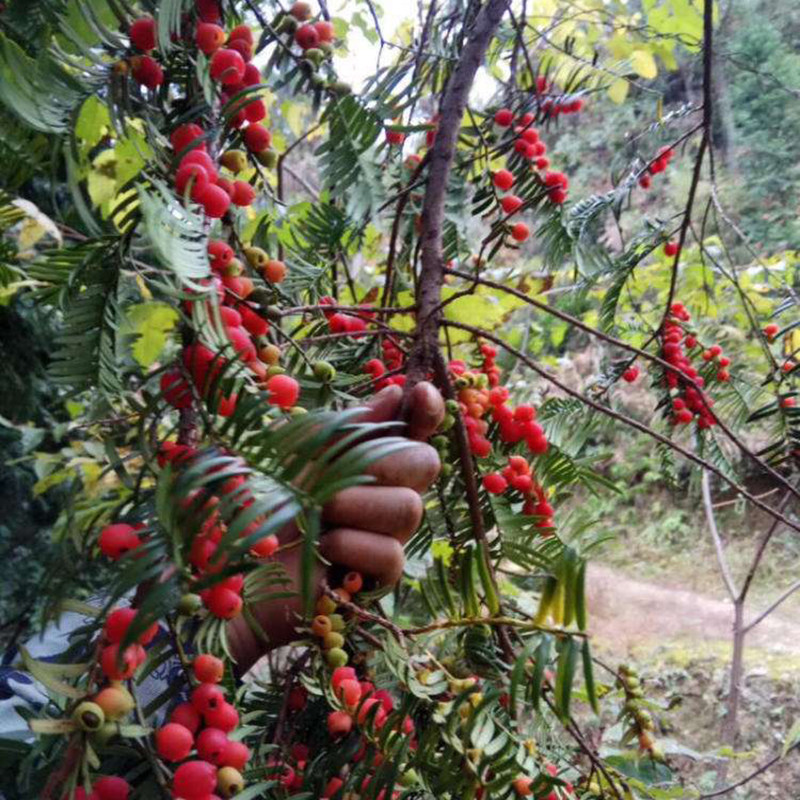 红豆杉果子干果果实新鲜正品紫杉中草药泡茶泡酒其他药食同源食品