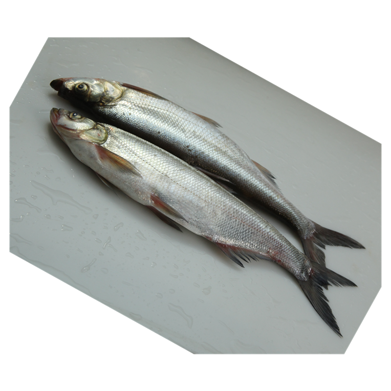 太湖渔洋里三白白鱼鲜活鱼杀好开背翘嘴鱼大白刁清蒸白鱼食用