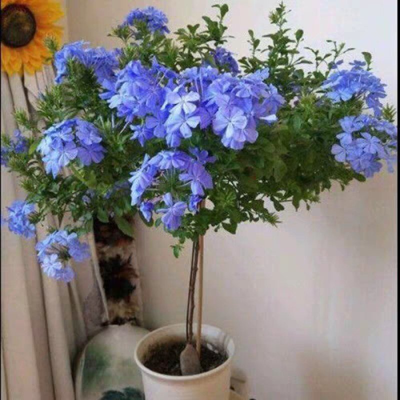 蓝雪花棒棒糖多分花期超长小清新易爆盆好耐热花卉时令草本花卉