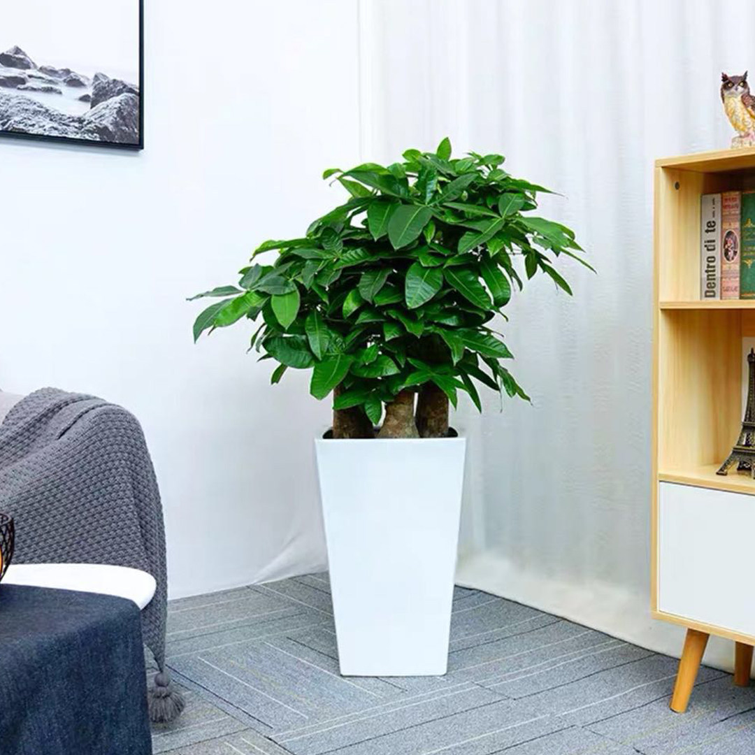 发财树盆栽大办办公办公室室内客厅步步高乔迁送礼大型绿植