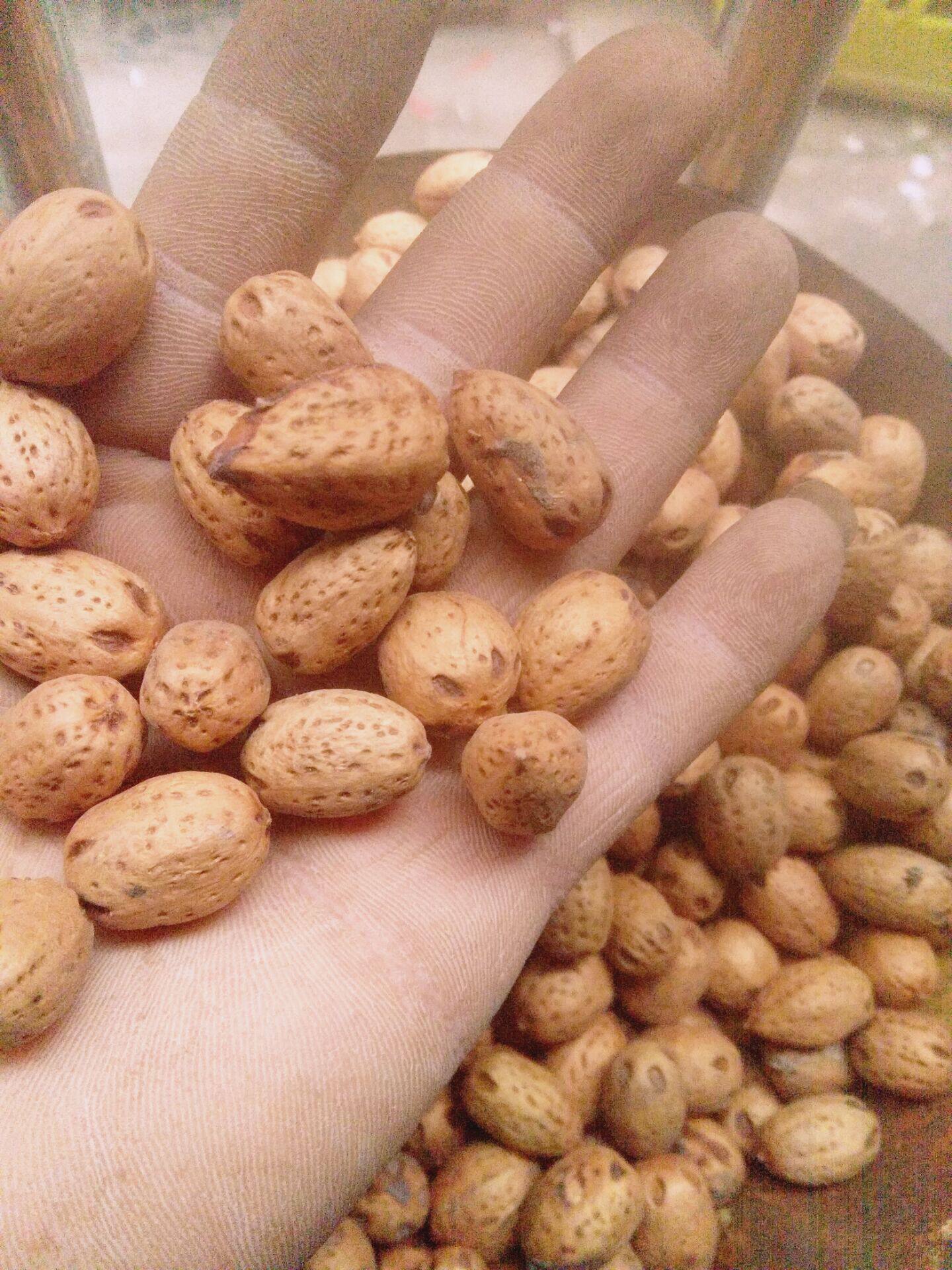 五眼菩提提子酸枣鼻涕六通佛珠手串材料传统滋补品其他