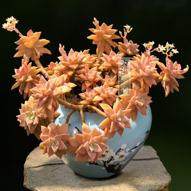 一物一拍橙色恋人橙色布丁老桩悬崖桩多植物大颗多肉植物