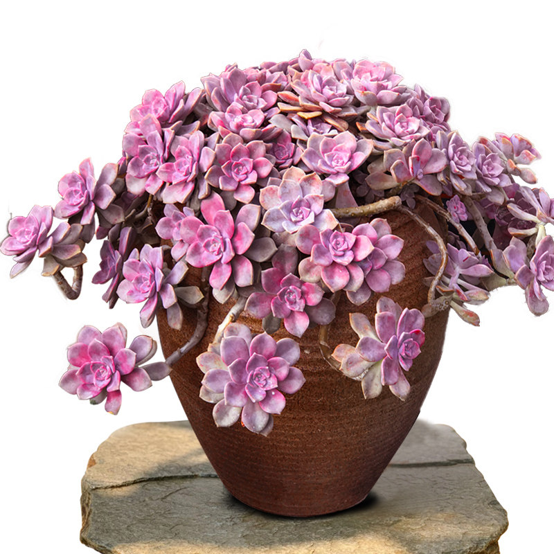 一物一拍紫乐悬崖造型超级老桩多肉植物大颗多肉植物