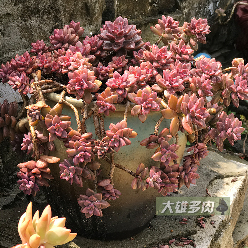 一物一拍 姬胧月老桩正版丸叶姬胧月悬崖桩瀑布多肉植物花卉新品