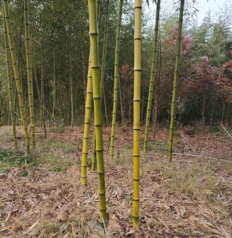 根雕原料红竹根毛毛竹根满钉竹根养壶笔竹木diy竹编