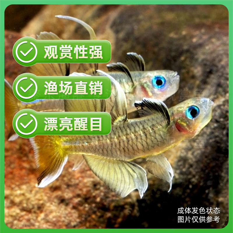 太平洋甜心燕子活体热带观赏淡水水草小型上层鱼