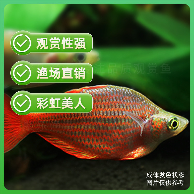 活体鸽子美人鱼热带观赏淡水鱼彩虹鱼中型灯科鱼