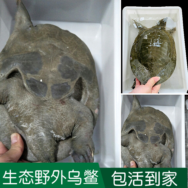 乌鳖野外放养无公害甲鱼王八中华土鳖鱼水活体龟