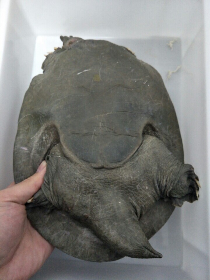 乌鳖野外放养无公害甲鱼王八中华土鳖鱼水活体龟