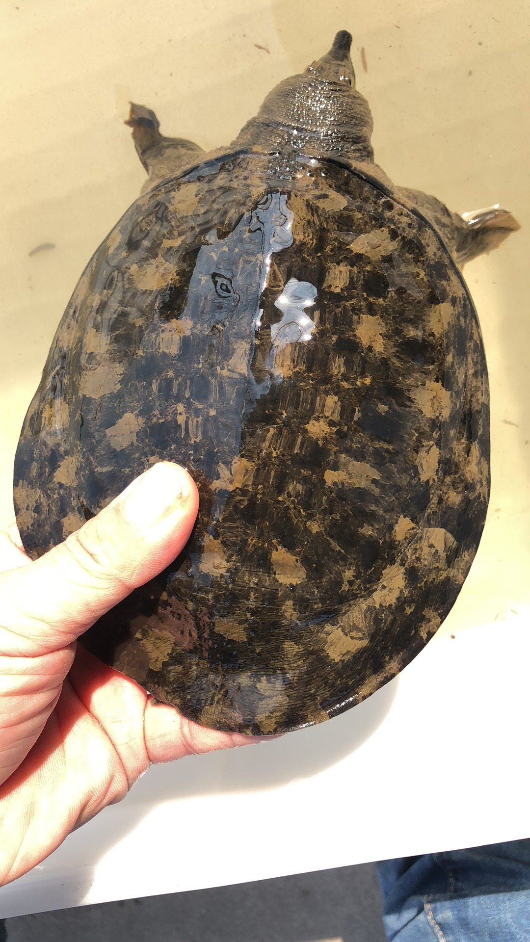 鲜活生态外塘野外放养黑花甲鱼滋补补水中华龟