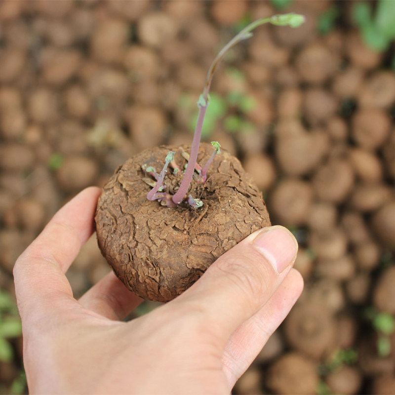 精选红藤山乌龟室内盆栽云南南多肉块块根植物绿植