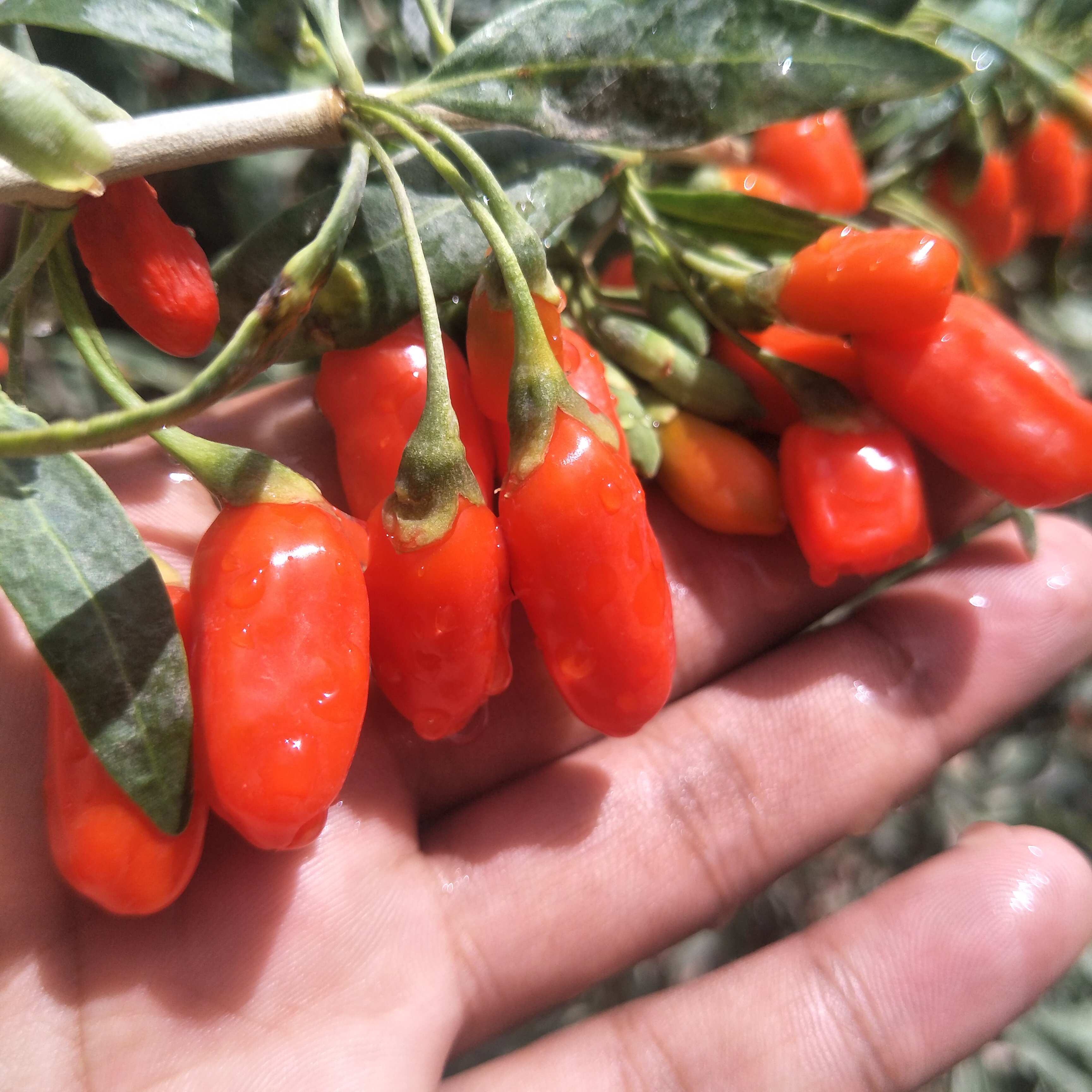 枸杞子宝杞今年大果食用甜食软糯新货枸杞林头茬枸杞
