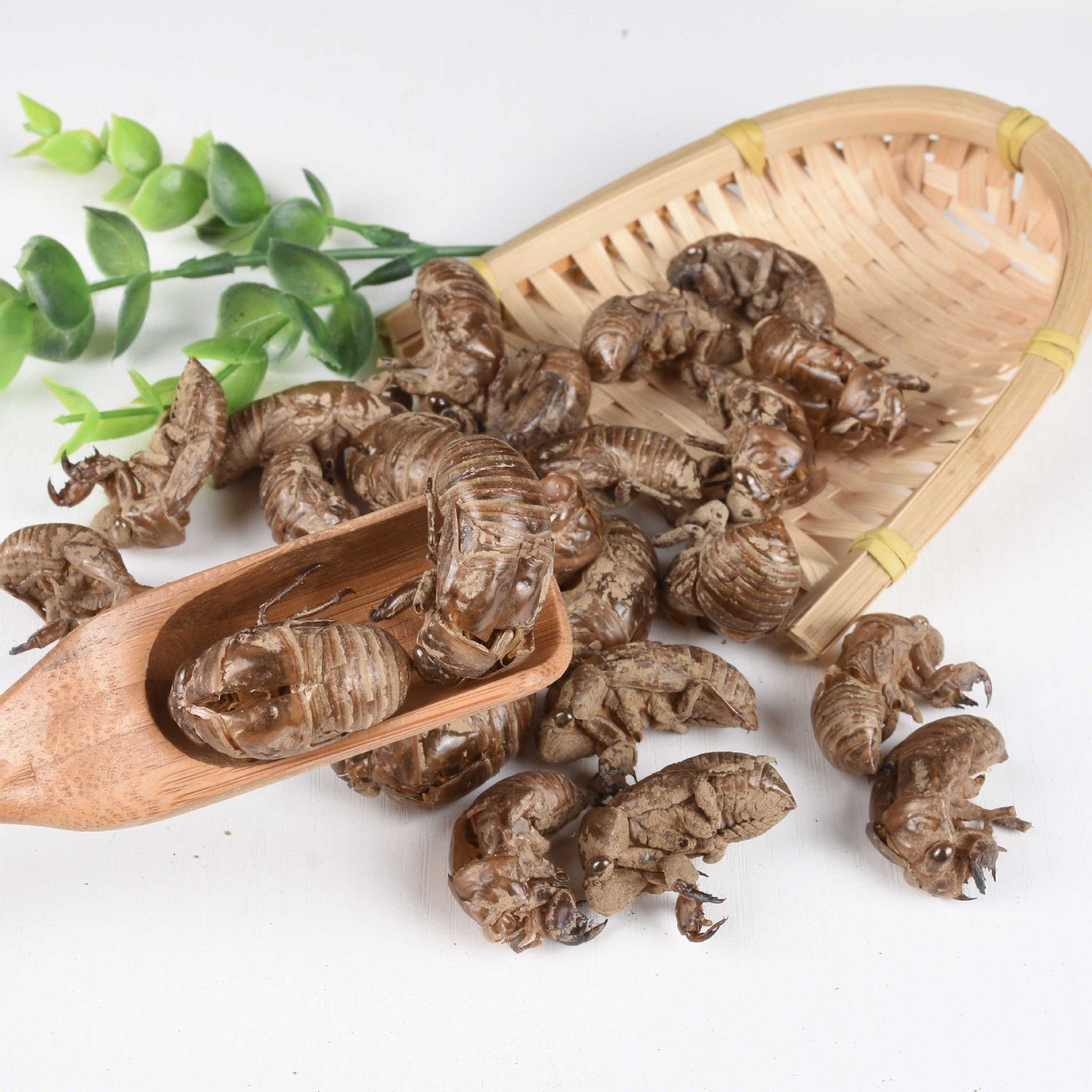 蝉蜕500克 无灌浆 正品统装 中药材店铺代抓中药 承接药房 医院