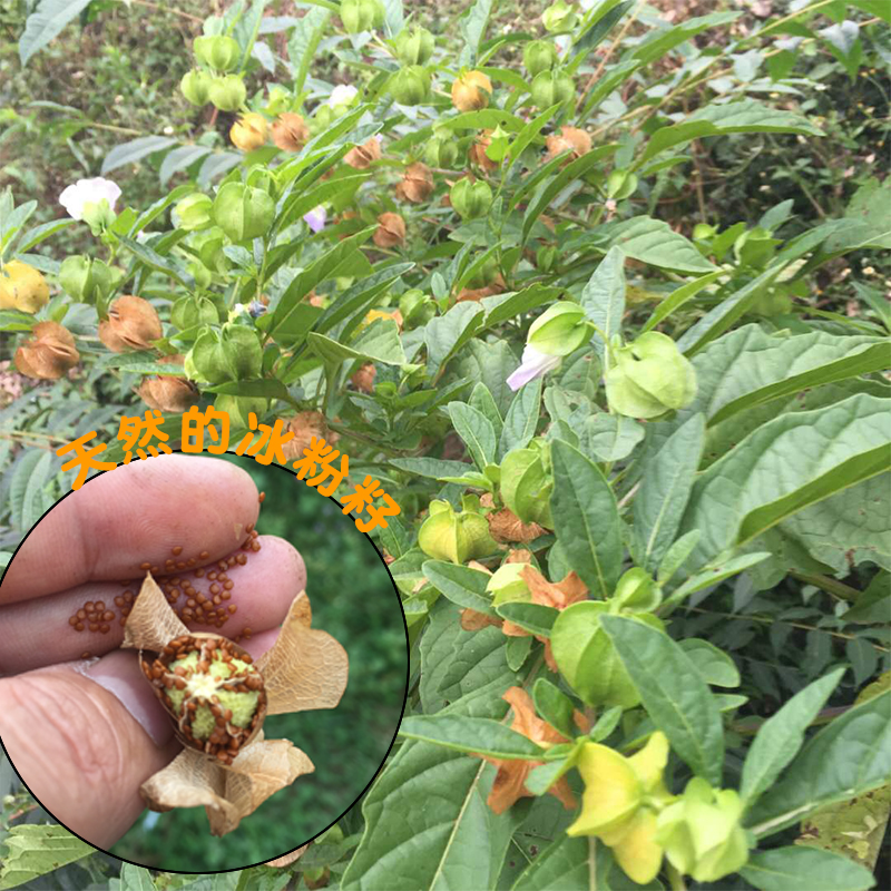 贵州手搓家冰粉原料四川手工原味凉粉野生假酸其它干货