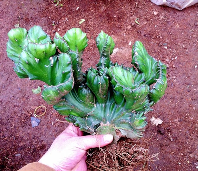 仙人植物麒麟玉麒麟盆栽花卉室内阳台可以多肉植物