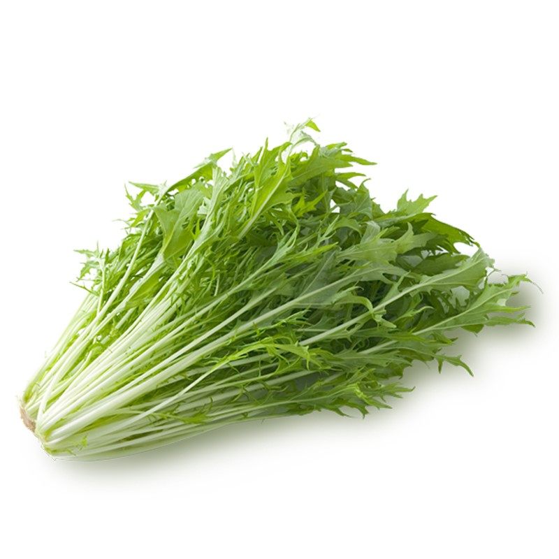 雪里蕻种子小叶雪里红芥菜雪菜咸菜三梗里干菜秋季家庭园艺种子