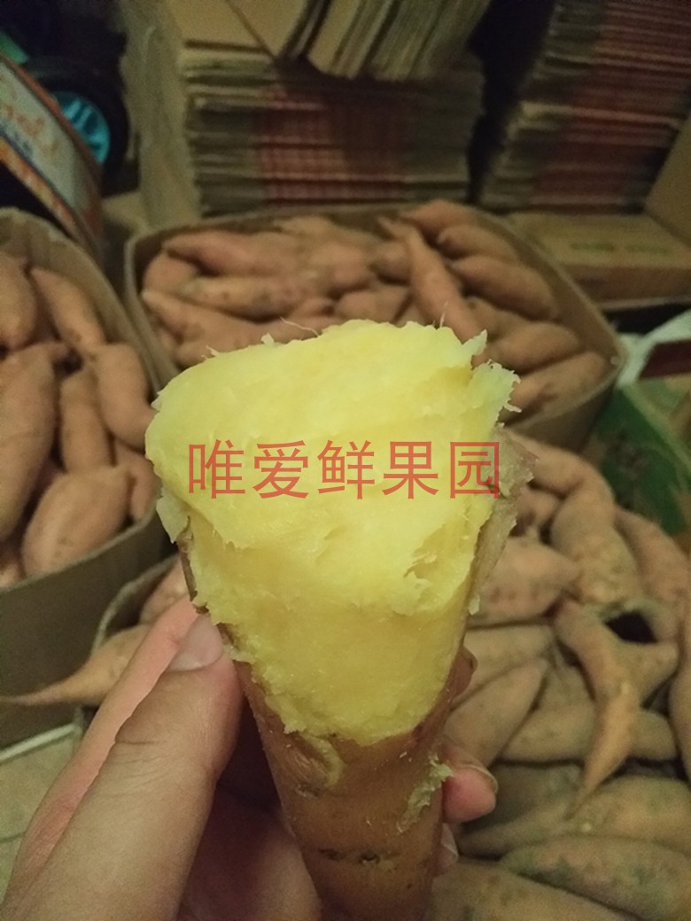红薯榆林陕北香蕉沙地2021年新红薯开始发货番薯