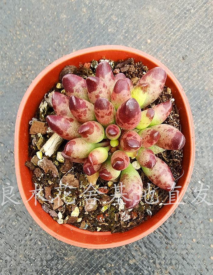 鼓槌水泡多肉植物花卉趣味盆栽防辐射甲醛净化空气多肉植物