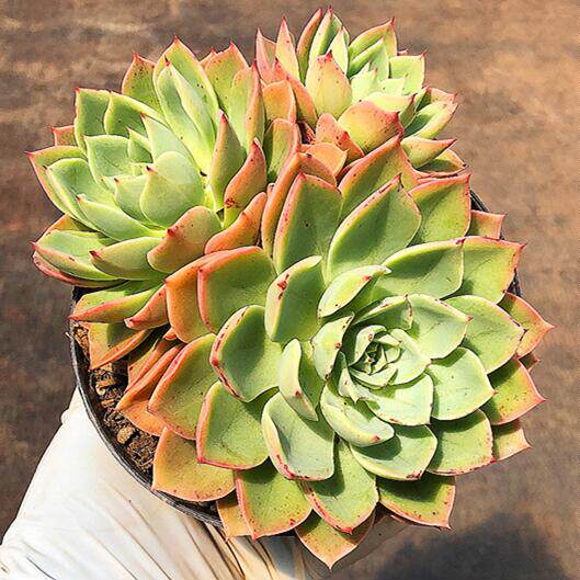 贝拉多拉多头多肉植物盆栽花卉甲醛防辐射净化空气多肉植物