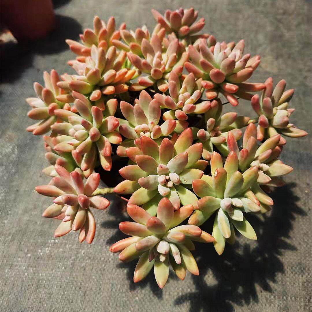 秋丽老桩果冻多头云南基地地直防辐射甲醛趣味多肉植物