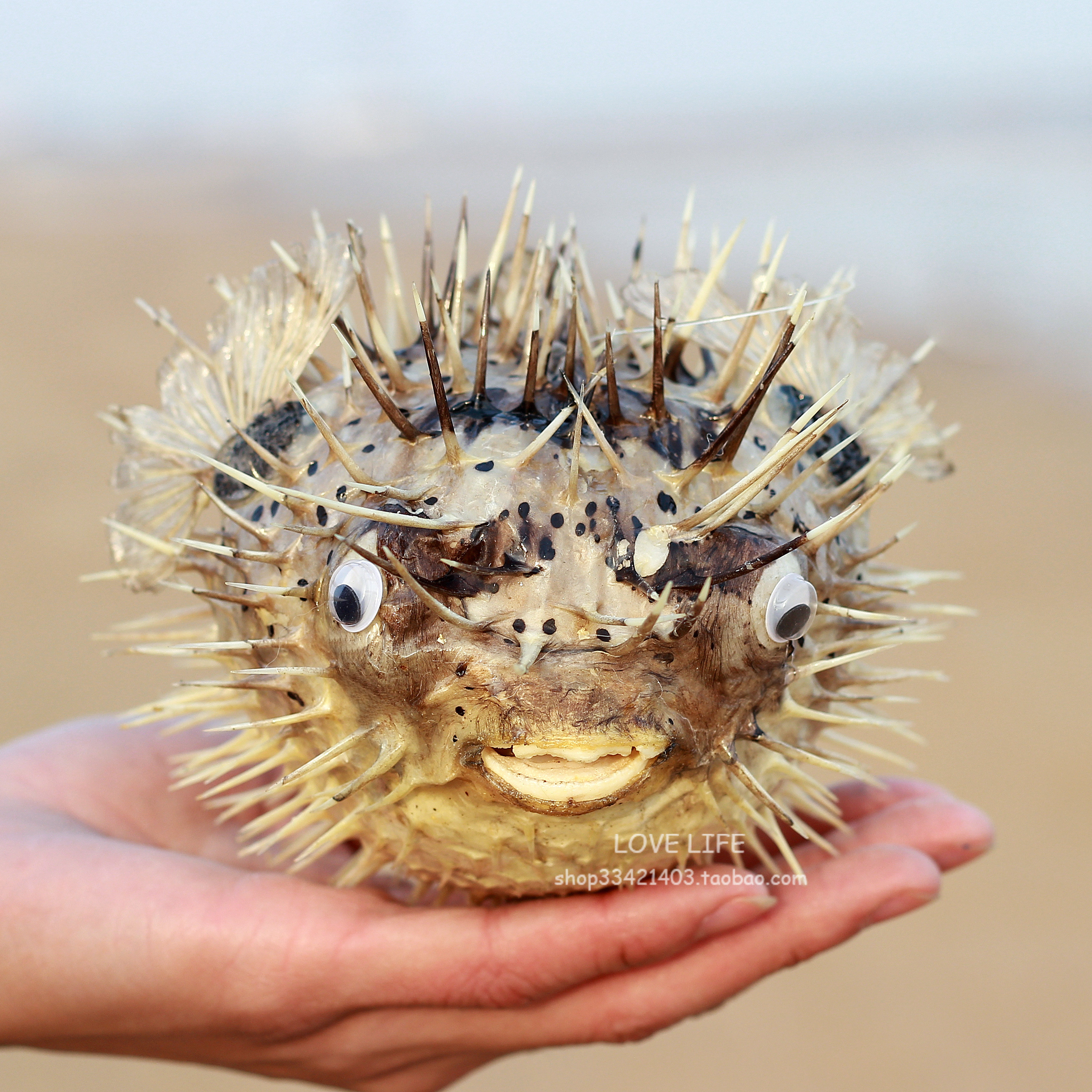 天然刺豚气泡鱼标标本挂饰个性生日礼物酒店海螺