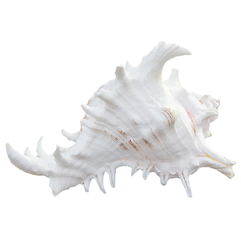 超大白色千手麒麟天然贝壳菊花海螺海螺