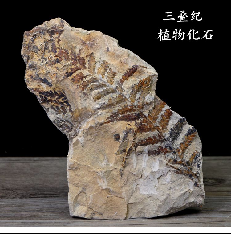 远古蕨类植物化石图片图片