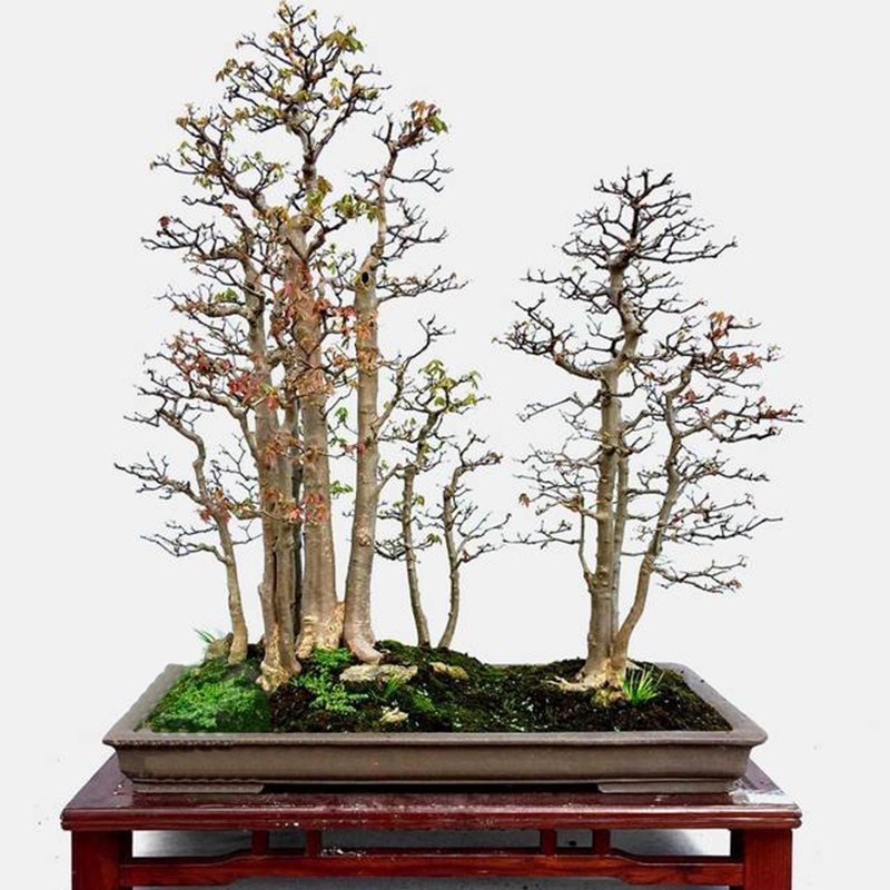小叶三角红枫唐枫盆景成品山水盆栽丛林组合制作树苗室内绿植好养