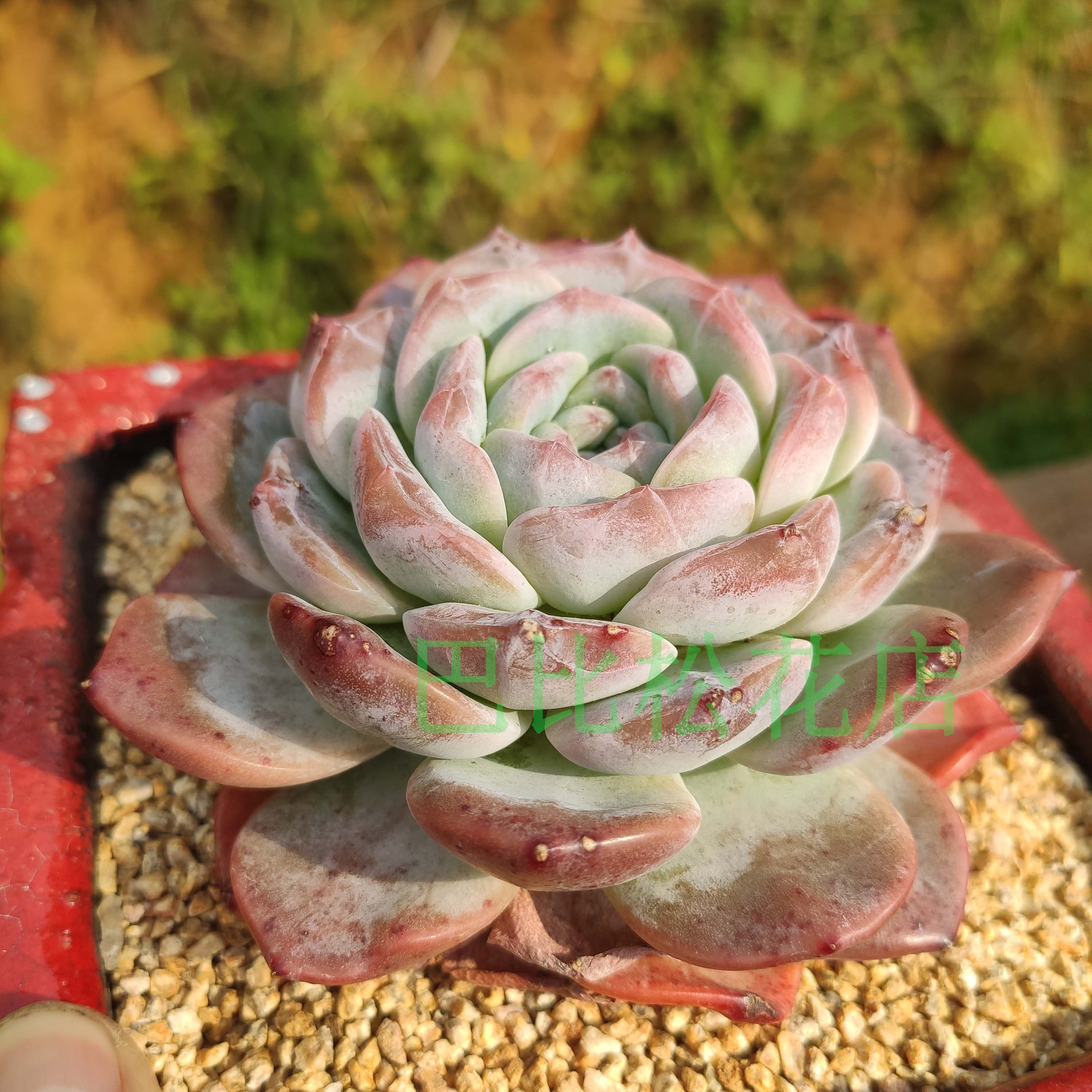 冰魄粉钻多肉植物糖心钻石暗纹月影新品一物多肉植物