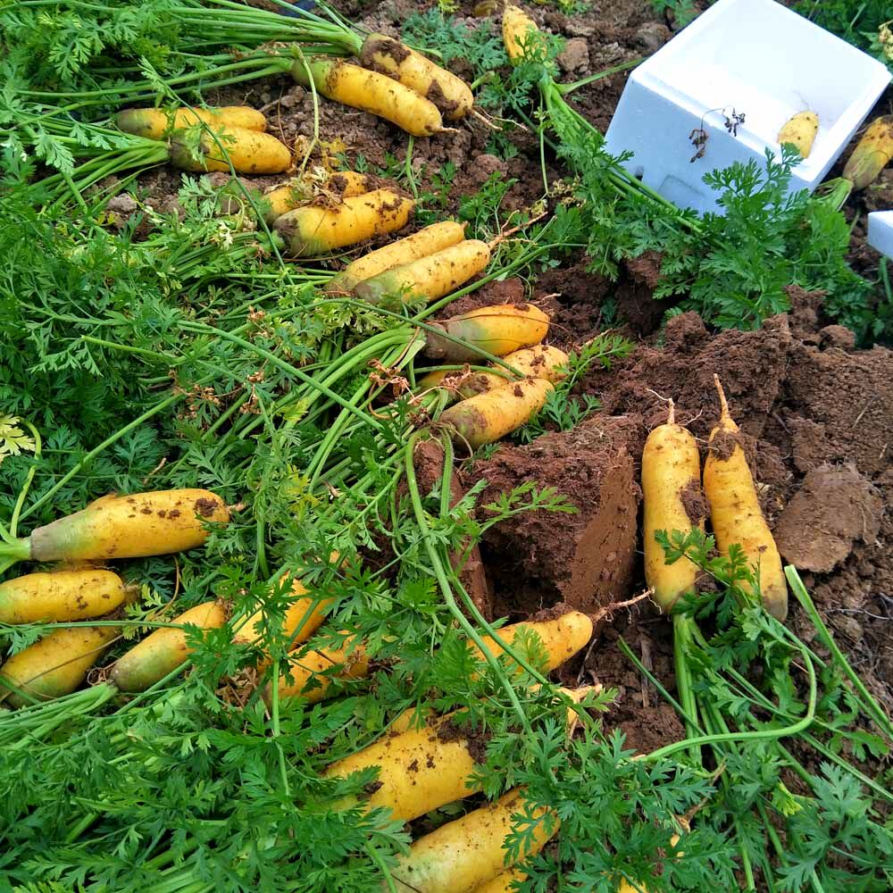 山西饭黄5斤榨汁生吃自种农家胡萝卜手抓新鲜萝卜