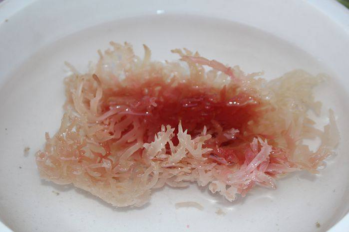 石花菜 天然血珊瑚草海石花海藻海燕窝长寿菜螺旋藻发菜250克干货