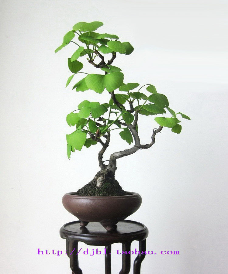 50分钟的恋人