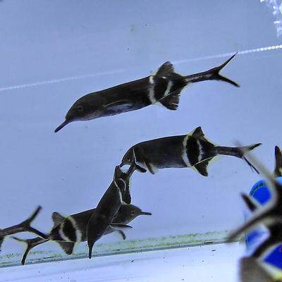 鱼场直销精品象鼻鱼淡水海豚鱼安全灯老土人家色金属