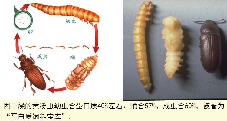 包虫仓鼠粮食刺猬面包干黄粉虫龟粮用品零食爬虫