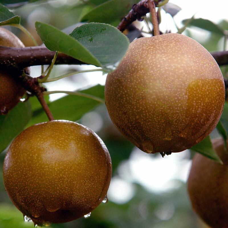 广西酸野百色特产靖西靖茂酸嘢酸沙梨腌制水果腌沙梨酸野泡菜酸料