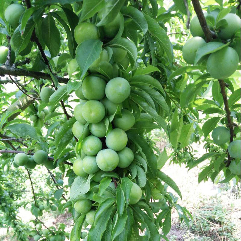 广西酸野百色特产靖西靖茂酸嘢酸李腌制水果腌制