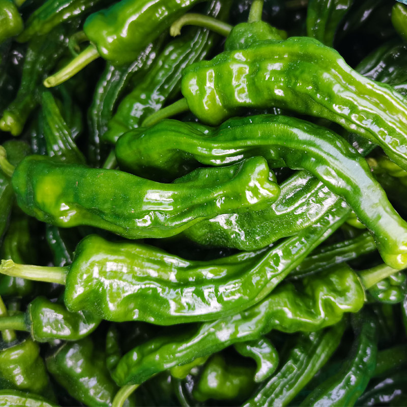 新鲜辣椒超特辣皱螺丝山东枣庄农家蔬菜薄皮辣椒