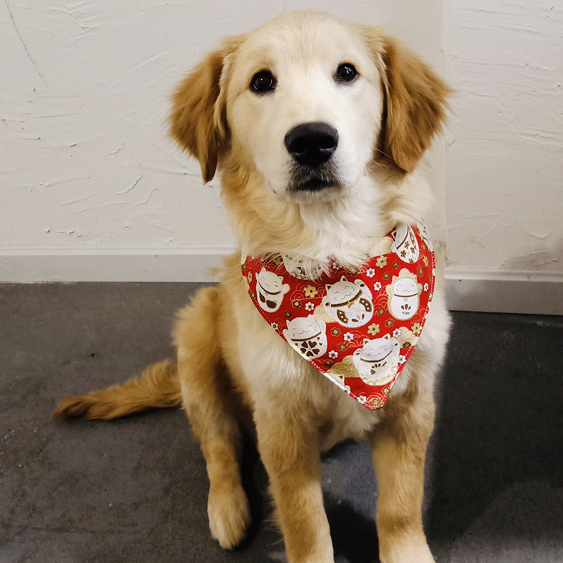 中国风喜庆招财新年宠物三角口水巾围巾猫咪狗狗小中大型犬柴犬