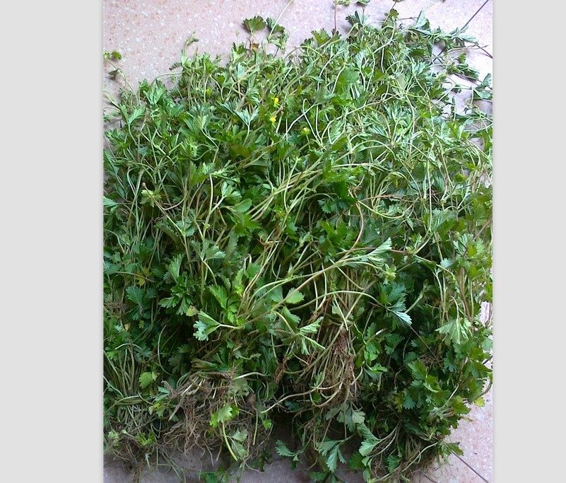 纯正野生中草药蛇莓蛇泡草蛇盘草蛇果草野杨梅地莓干品