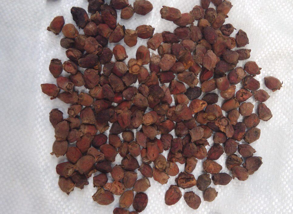 野生中药材岗埝子 桃金娘 山岗稔子 山捻子 稔子 干品新货