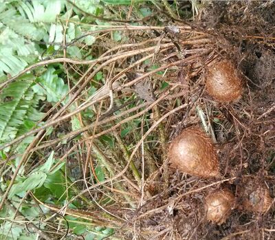 纯正野生中草药肾蕨石黄皮黄皮凤凰落地珍珠圆蕨品根其他药食同源食品