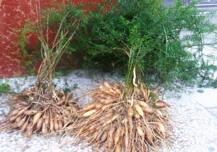 2019年正宗野生无硫原色天门天冬明天赶条去皮天门冬