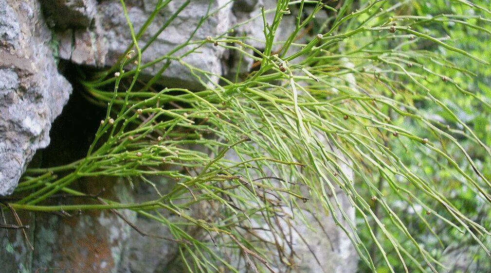 野生中药材石刷把 松叶蕨 石寄生 松叶兰 铁石松 竹寄生 新鲜品